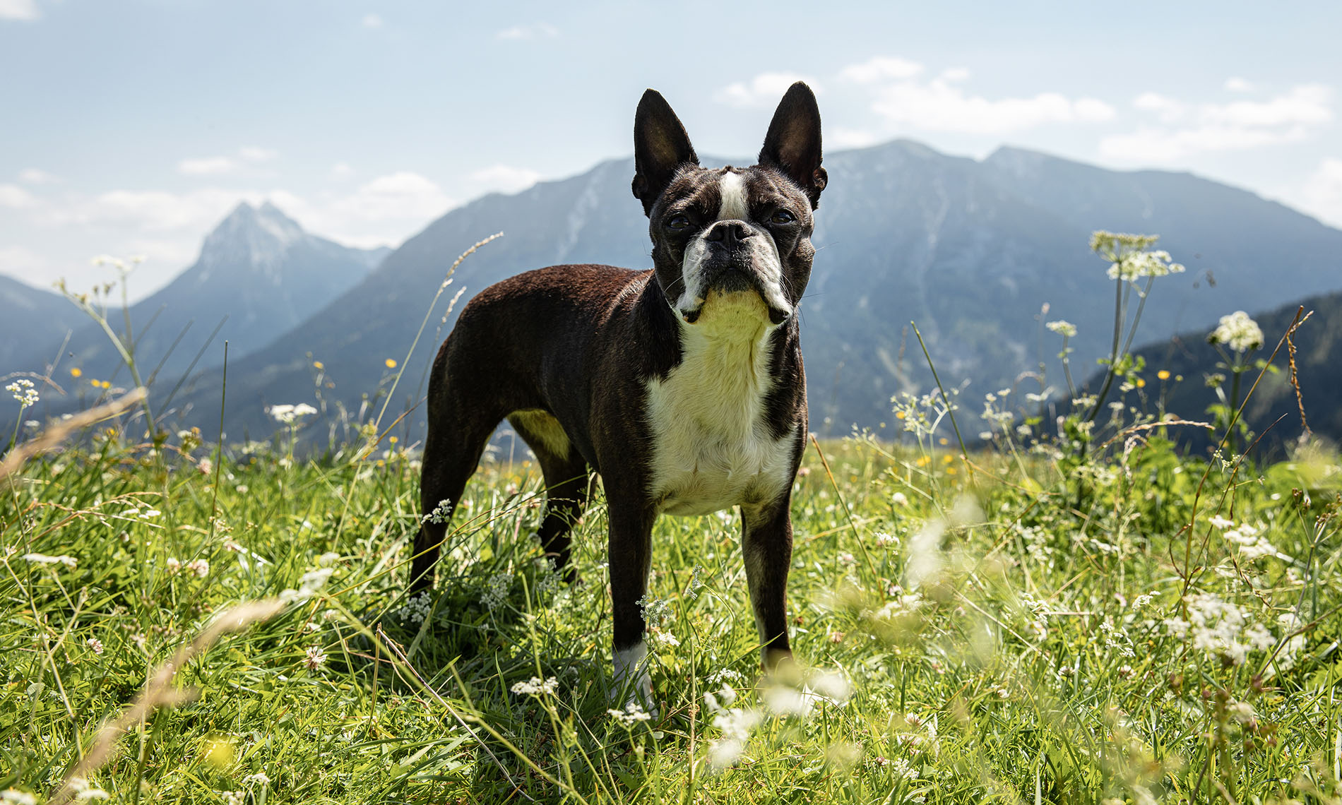 Glücklicher Hund auf bayrischer Alm - Tarador Premium Hundefutter